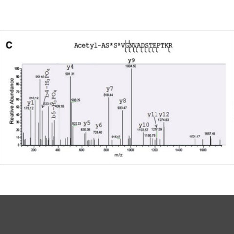 The O-GlcNAc transferase is a direct target of the kinase GSK3β, which phosphorylates it on either serine 3 or 4. The O-GlcNAc transferase is a direct target of the kinase GSK3β, which phosphorylates it on either serine 3 or 4.