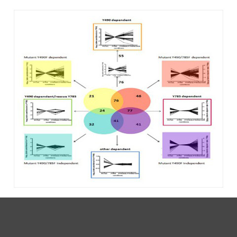 By mutating key tyrosines in the TrkA receptor it was possible to dissect which phosphorylations are downstream of each site. By mutating key tyrosines in the TrkA receptor it was possible to dissect which phosphorylations are downstream of each site.
